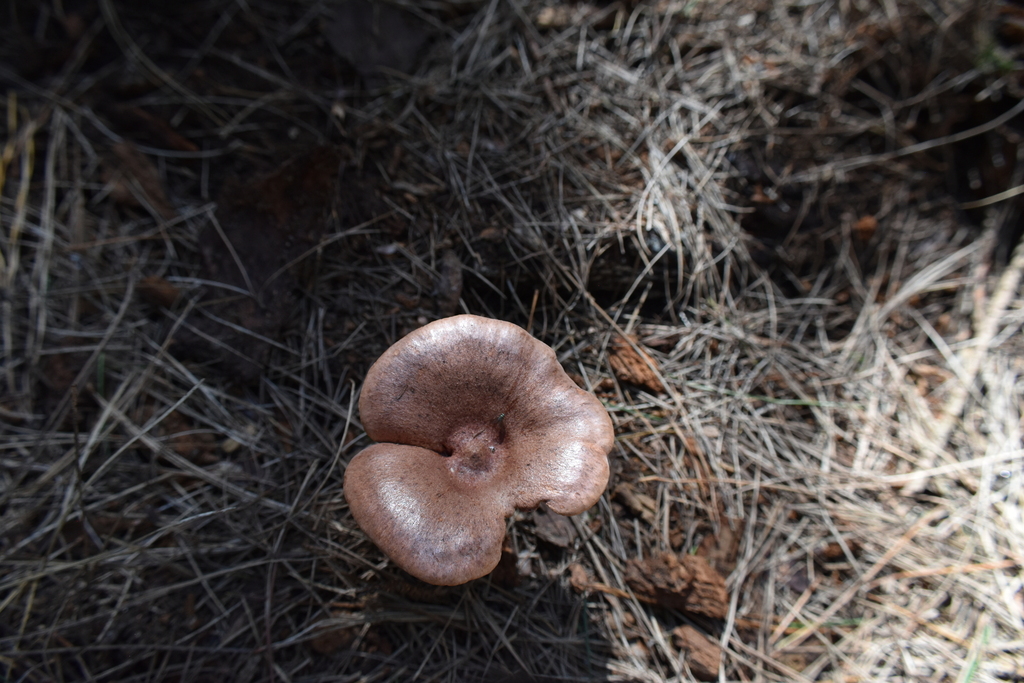Lactarius rufus · February 2026 · photo: © rayjackson (iNaturalist, cc-by)