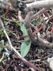 Piperia