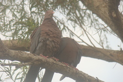 Patagioenas flavirostris