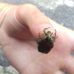 Protaetia orientalis submarmorea