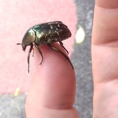 Protaetia orientalis submarmorea