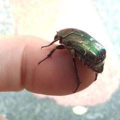 Protaetia orientalis submarmorea