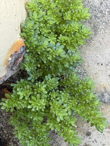 Pilea microphylla observed 2026-01-31