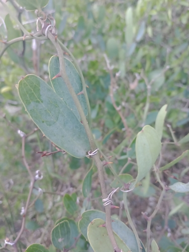 Foto de salsaparrilha