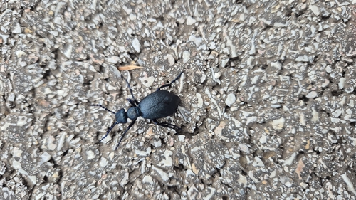Black Oil Beetle