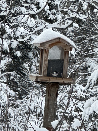 Black-capped Chickadee