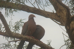 Patagioenas flavirostris