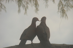 Patagioenas flavirostris