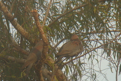 Patagioenas flavirostris