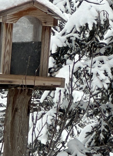 Black-capped Chickadee