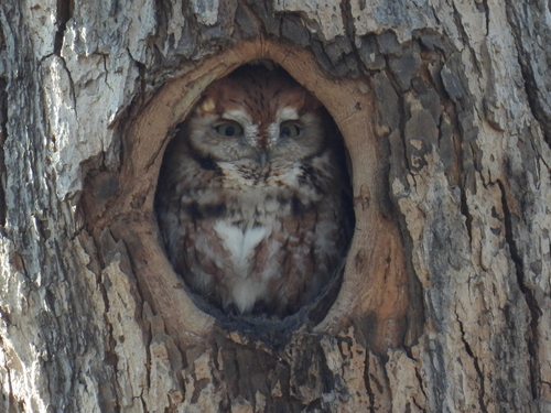 Eastern Screech-Owl photographed in Minnesota