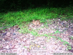 Sylvilagus cunicularius insolitus