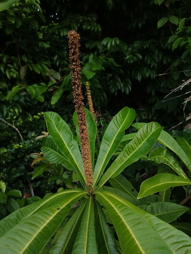 Pilocarpus giganteus