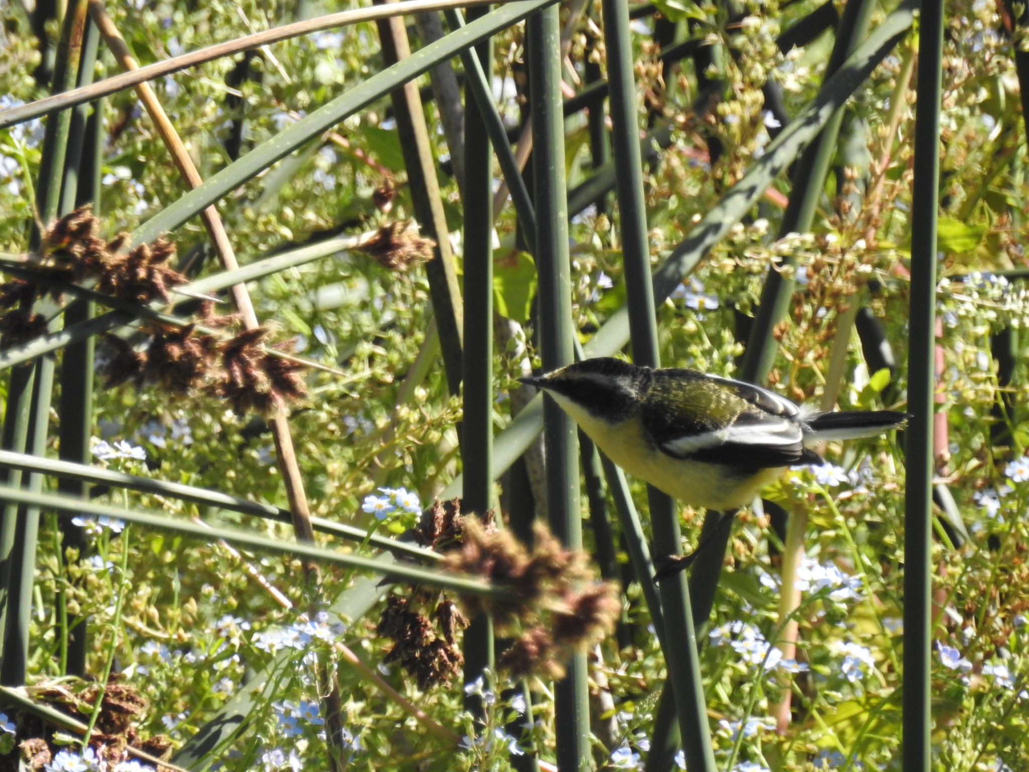 Many-colored Rush Tyrant (Tachuris rubrigastra), photo 7