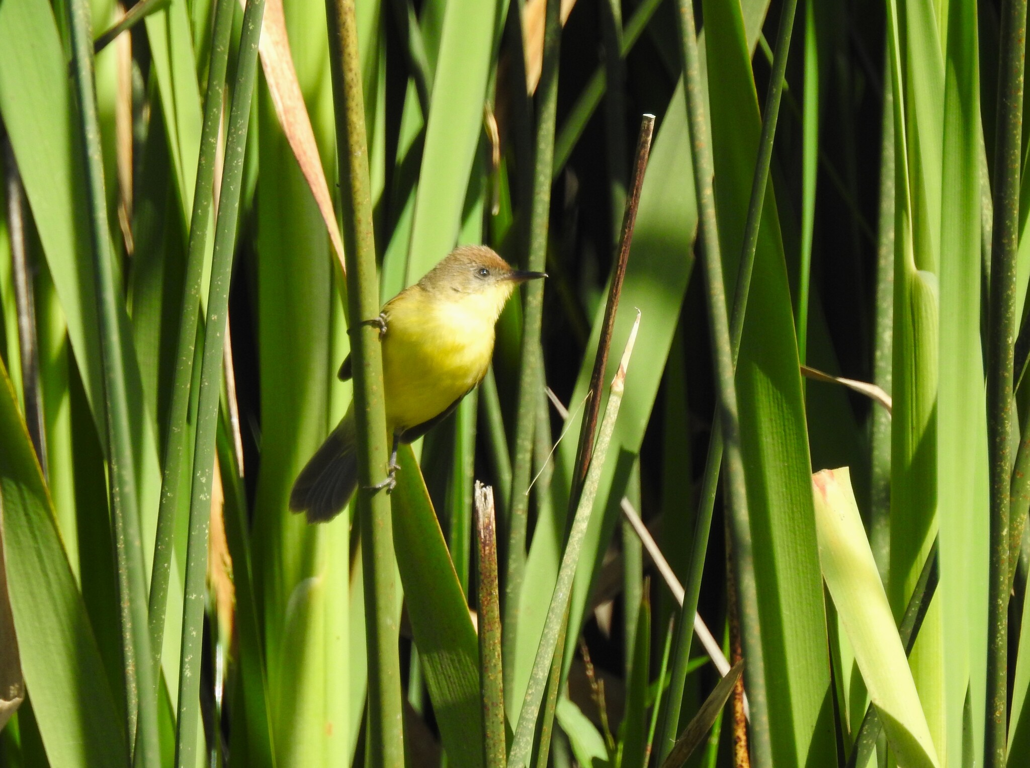 Ticking Doradito (Pseudocolopteryx citreola), photo 1
