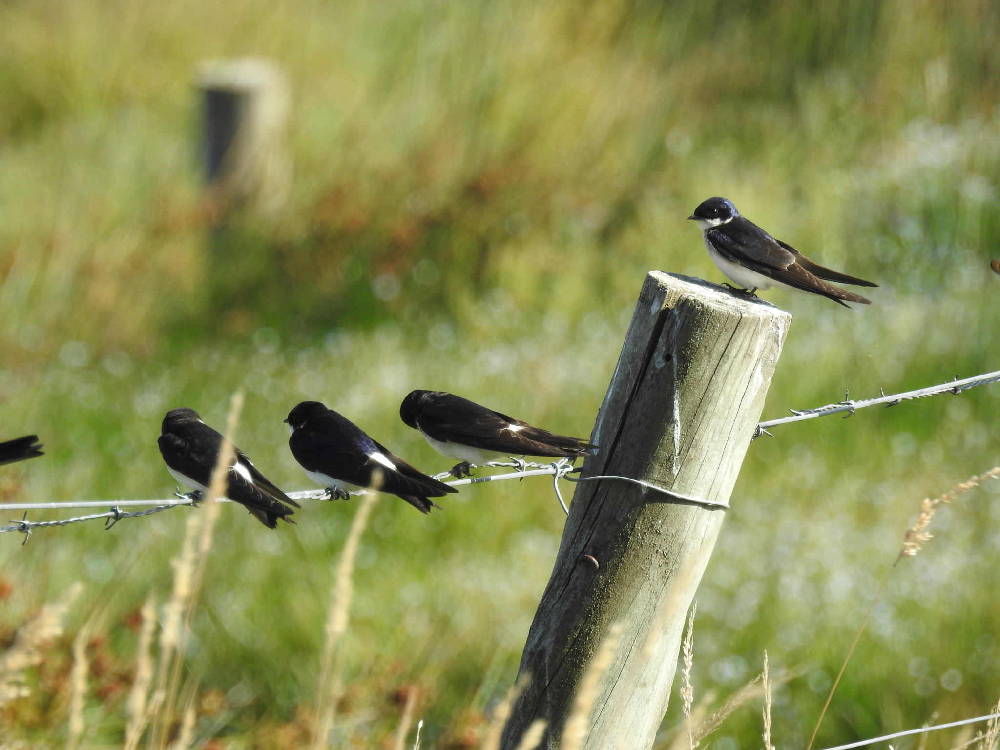 Chilean Swallow (Tachycineta leucopyga), photo 7