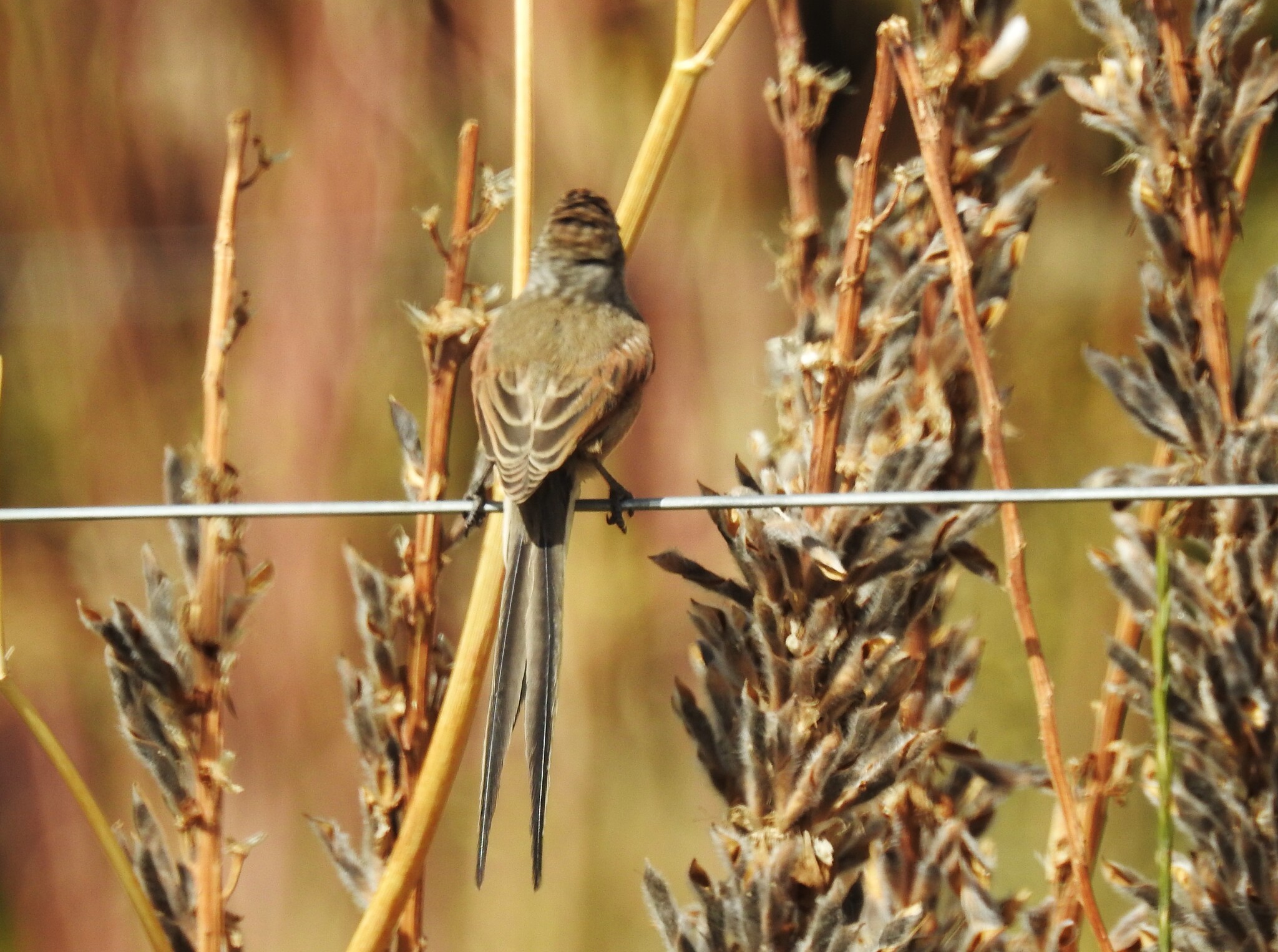 Plain-mantled Tit-Spinetail (Leptasthenura aegithaloides), photo 4