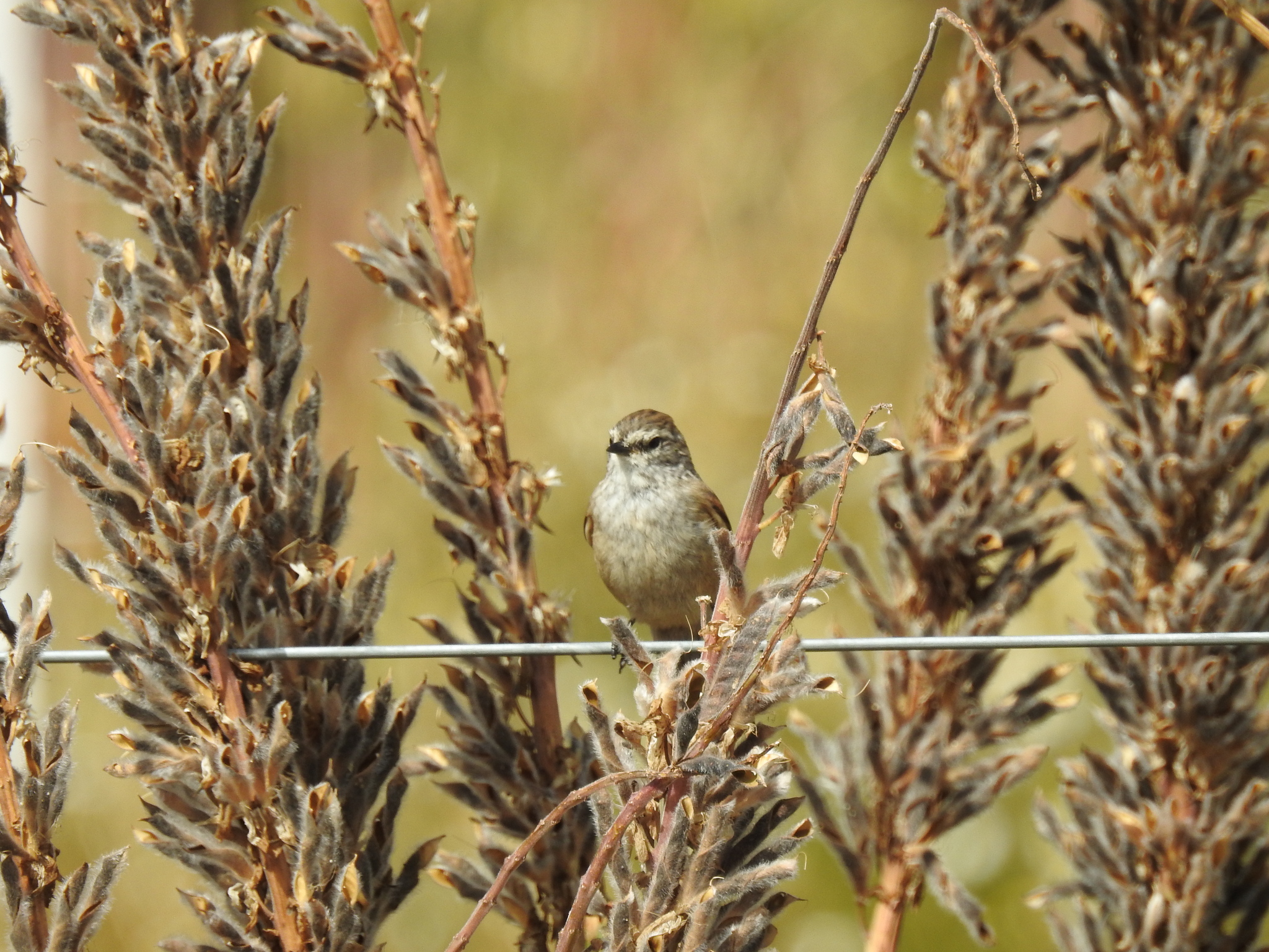 Plain-mantled Tit-Spinetail (Leptasthenura aegithaloides), photo 3