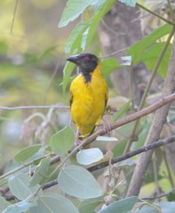 Ploceus cucullatus nigriceps