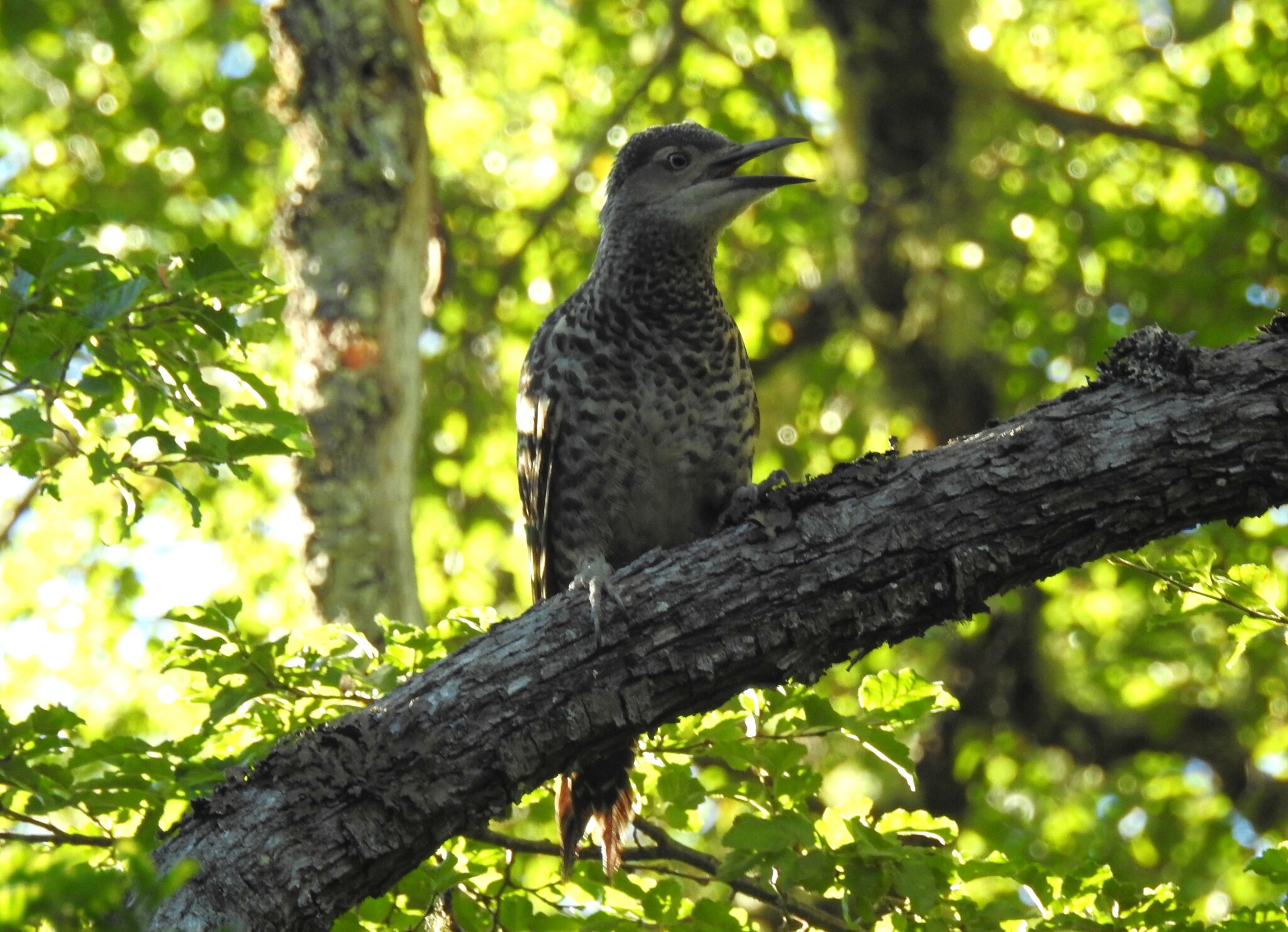 Chilean Flicker (Colaptes pitius), photo 3