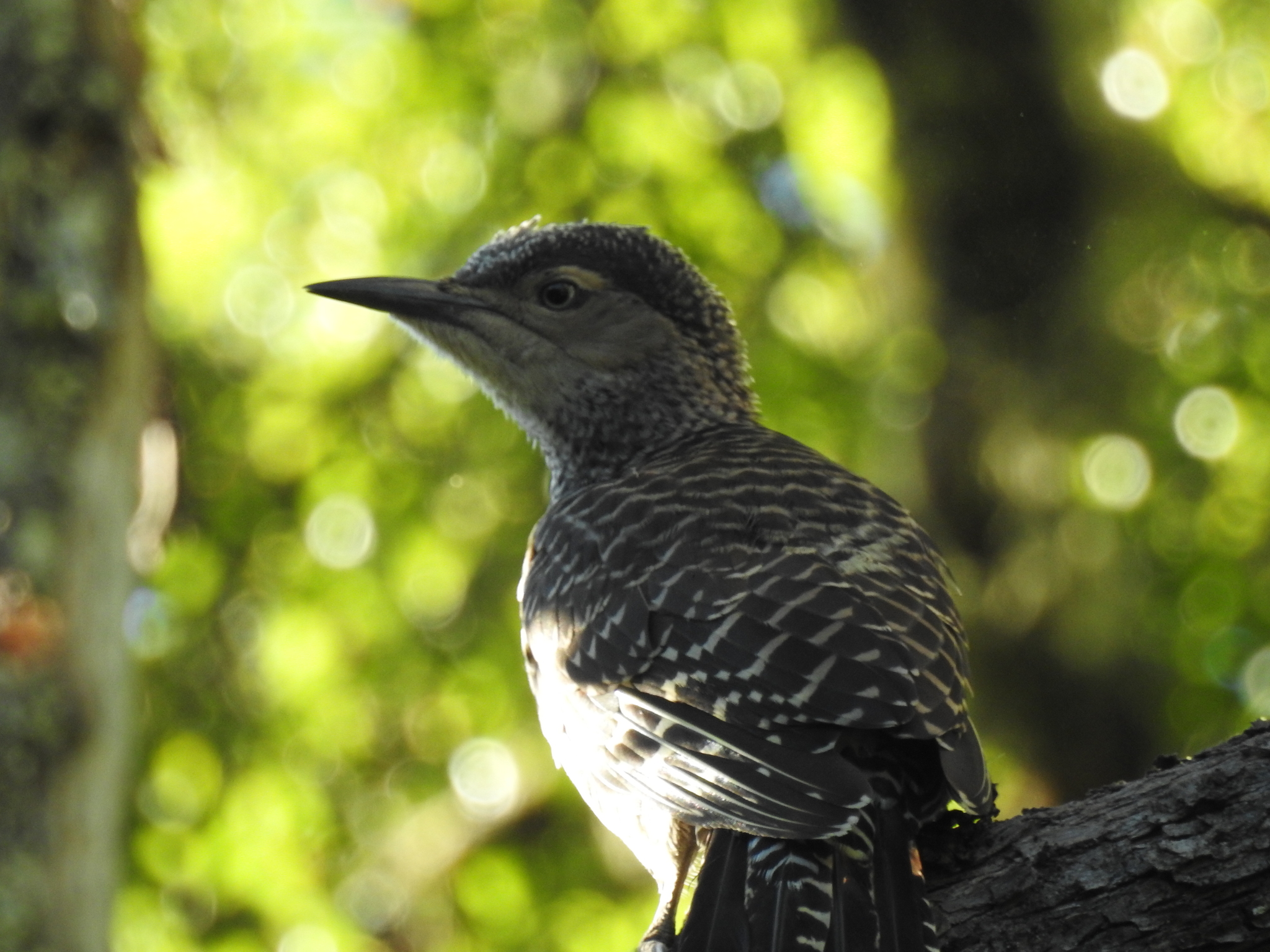 Chilean Flicker (Colaptes pitius), photo 4