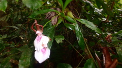 Zygosepalum labiosum