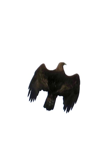 Avistamiento Águila real (Sierra Nevada)
