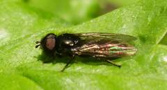 Neocnemodon pubescens