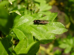 Neocnemodon pubescens