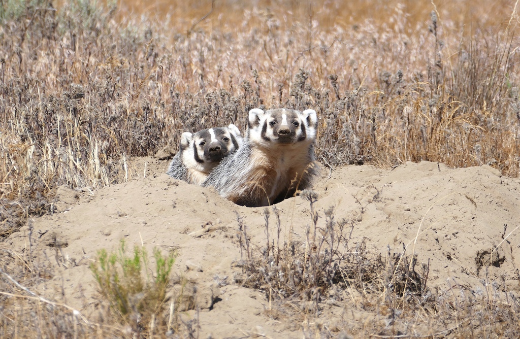 American Badger from Morrow County, OR, USA on June 12, 2021 at 10:25 ...