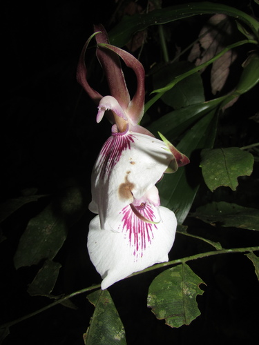 Zygosepalum labiosum, photograph 4