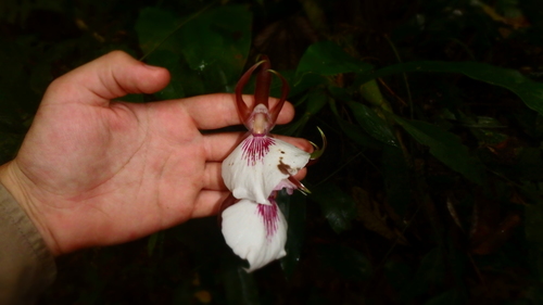 Zygosepalum labiosum, photograph 5