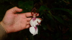 Zygosepalum labiosum