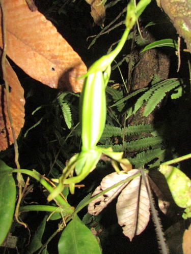 Zygosepalum labiosum, photograph 6