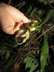 Zygosepalum labiosum