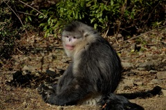 Black Snub-nosed Monkey