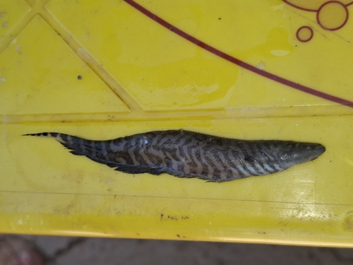 Forest banded knifefish (Gymnotus sylvius) — Gymnotidae — 3