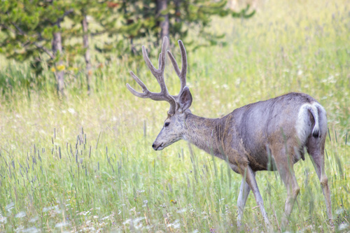 Rocky Mountain Mule Deer photographed in Wyoming