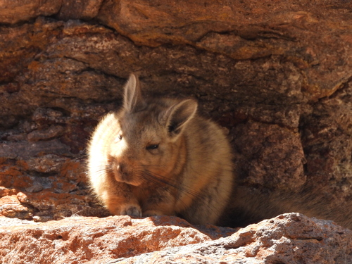 Wolffsohn's Mountain Viscacha