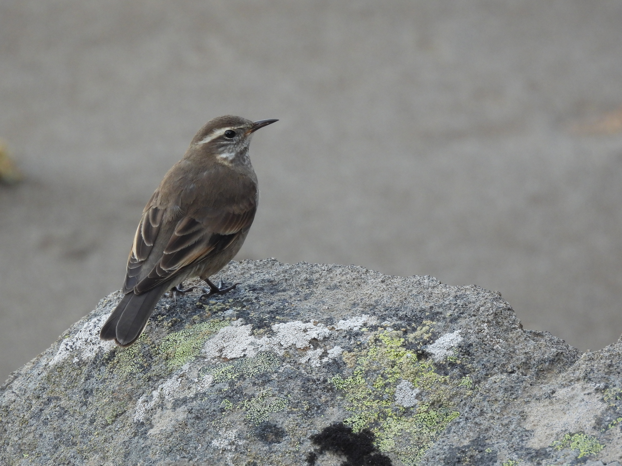 Buff-winged Cinclodes (Cinclodes fuscus), photo 6