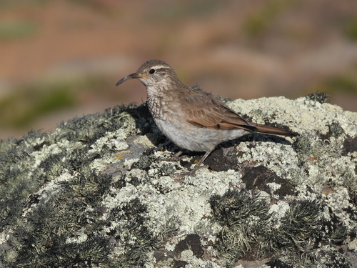 Scale-throated Earthcreeper (Upucerthia dumetaria)
