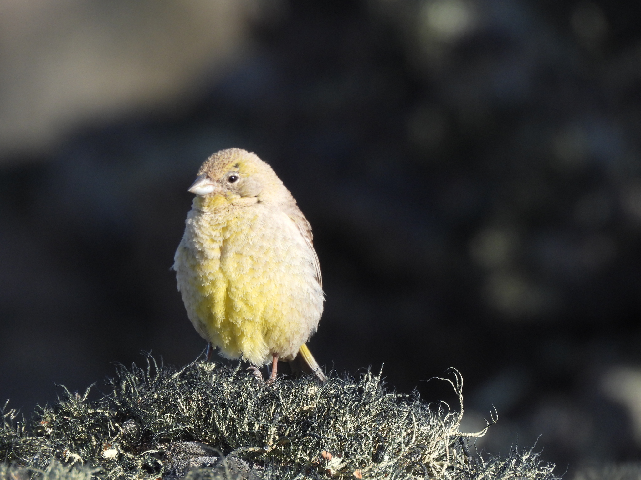 Greater Yellow Finch (Sicalis auriventris), photo 9