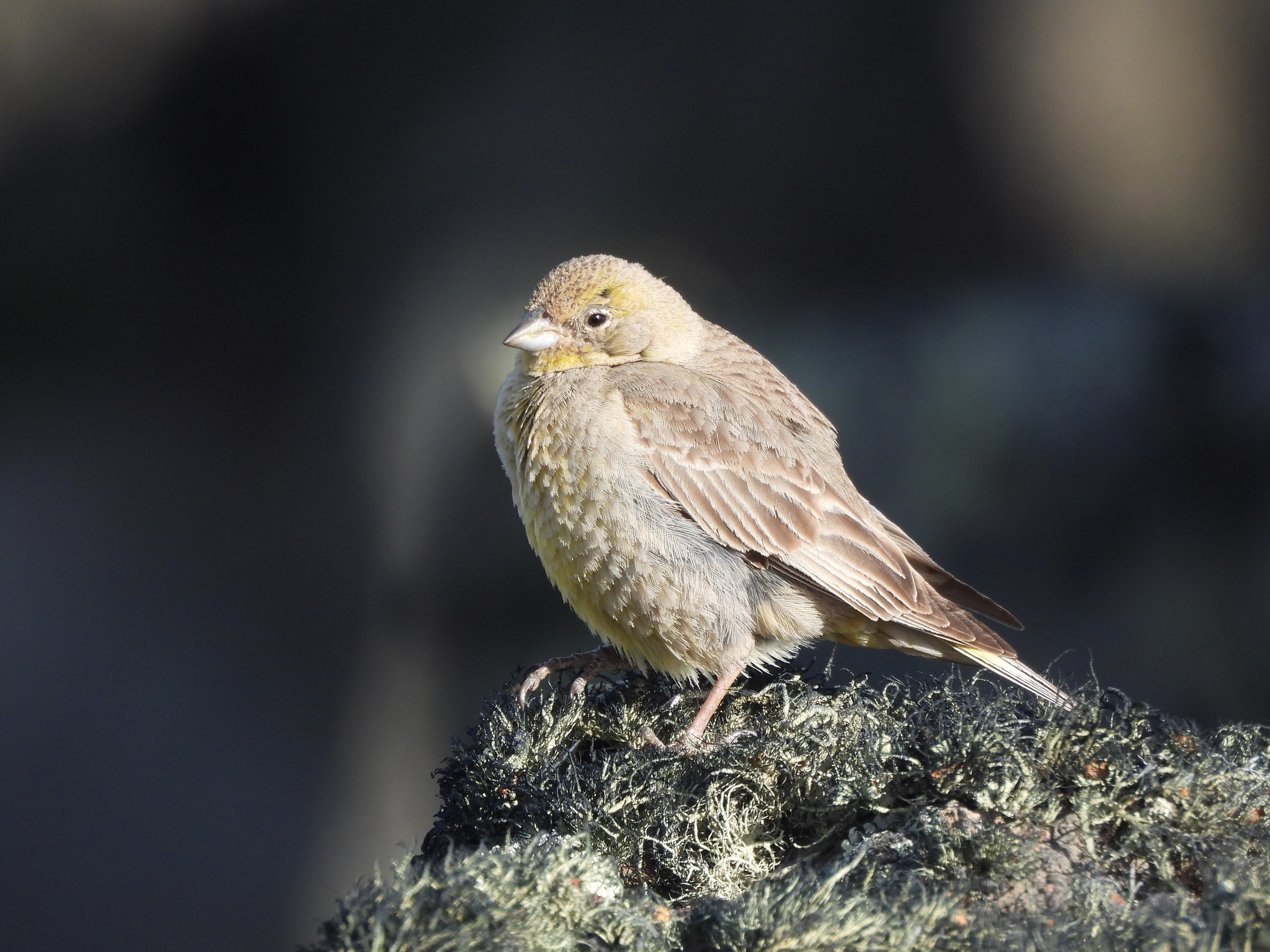 Greater Yellow Finch (Sicalis auriventris), photo 8