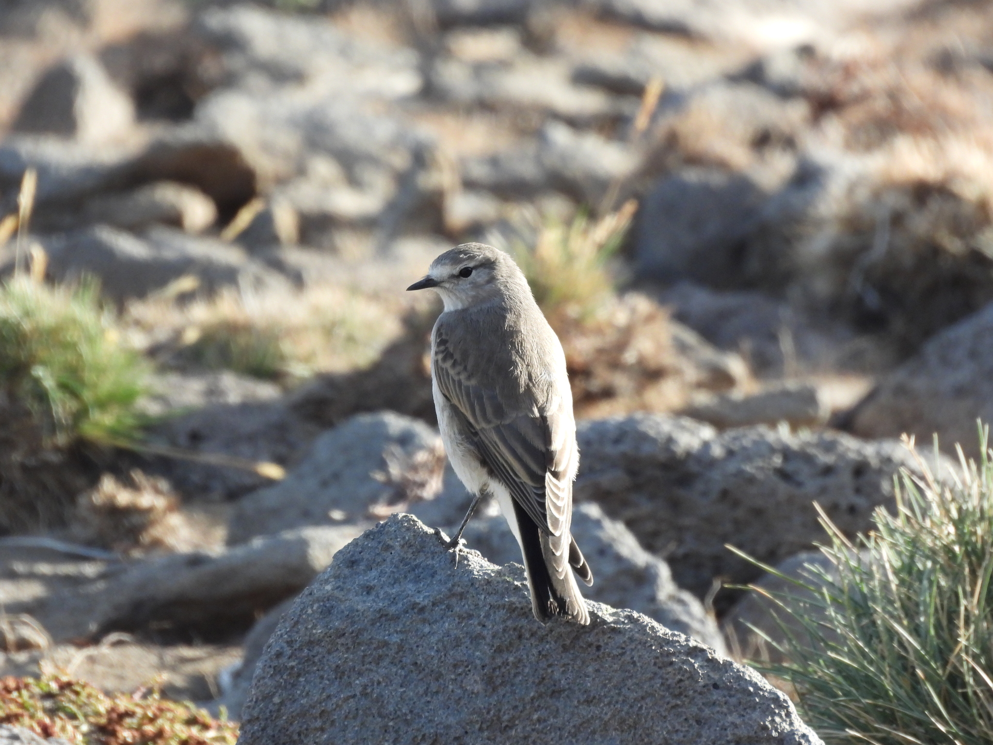 Ochre-naped Ground Tyrant (Muscisaxicola flavinucha), photo 1
