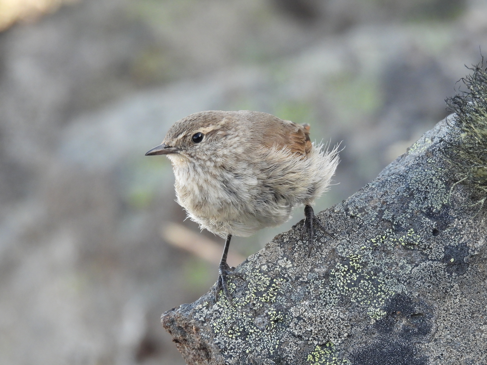Cordilleran Canastero (Asthenes modesta), photo 3