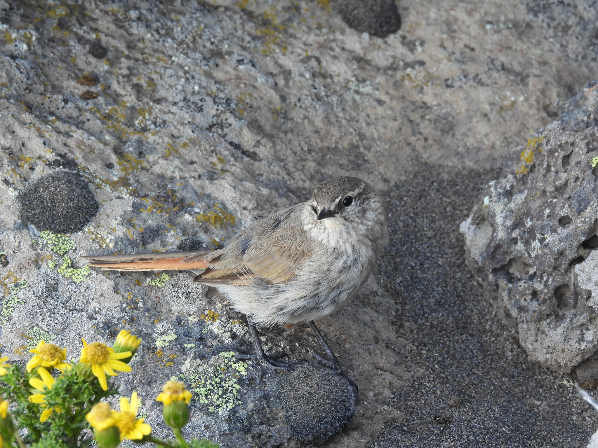 Cordilleran Canastero (Asthenes modesta), photo 5