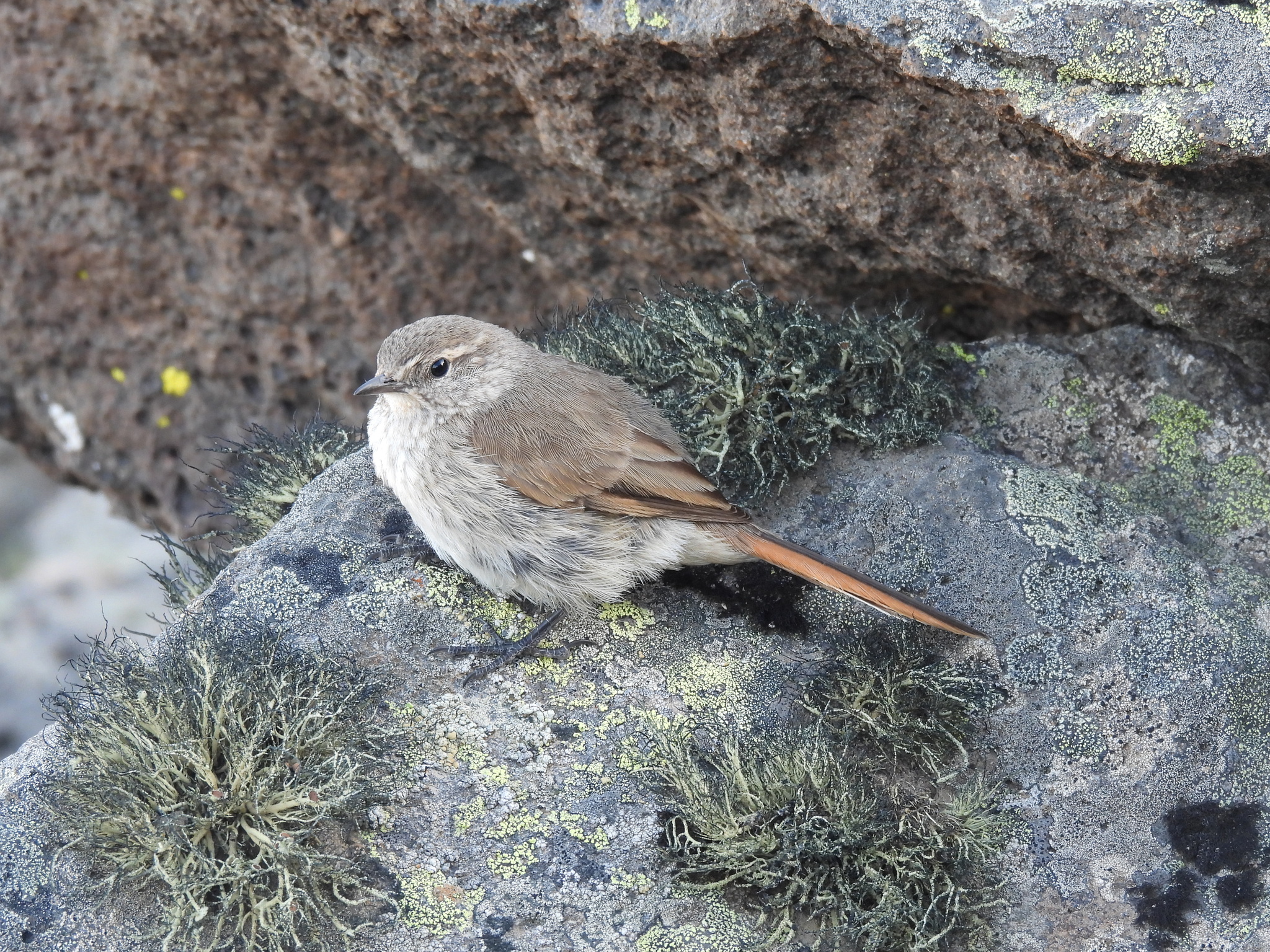 Cordilleran Canastero (Asthenes modesta), photo 4