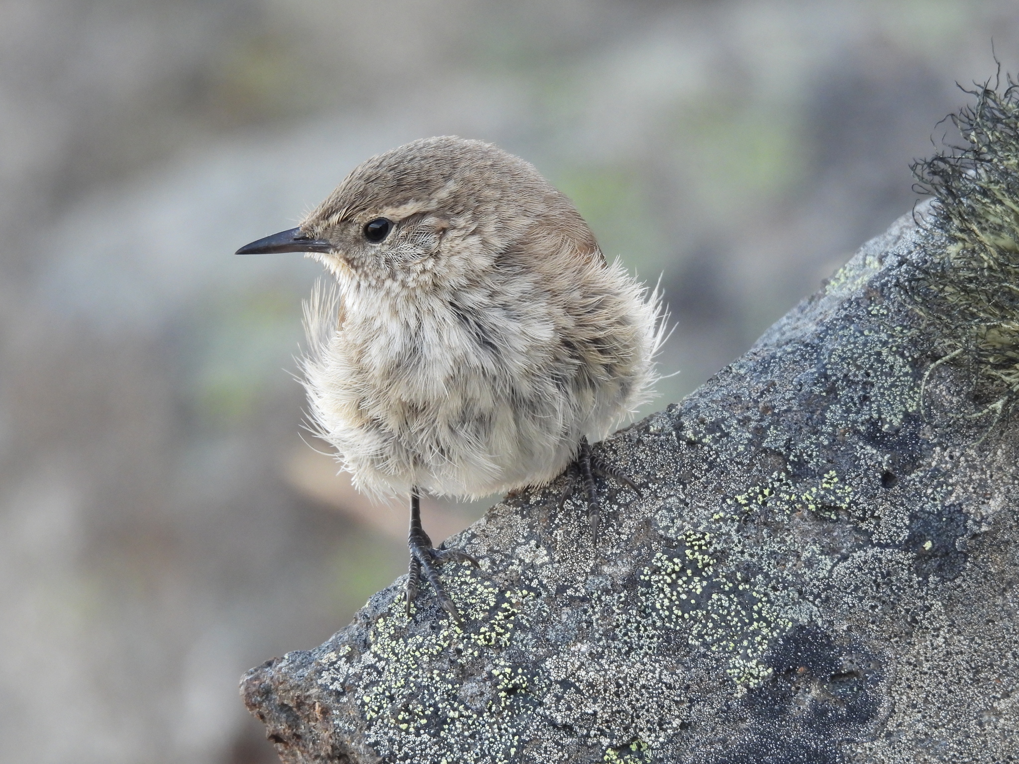 Cordilleran Canastero (Asthenes modesta), photo 1