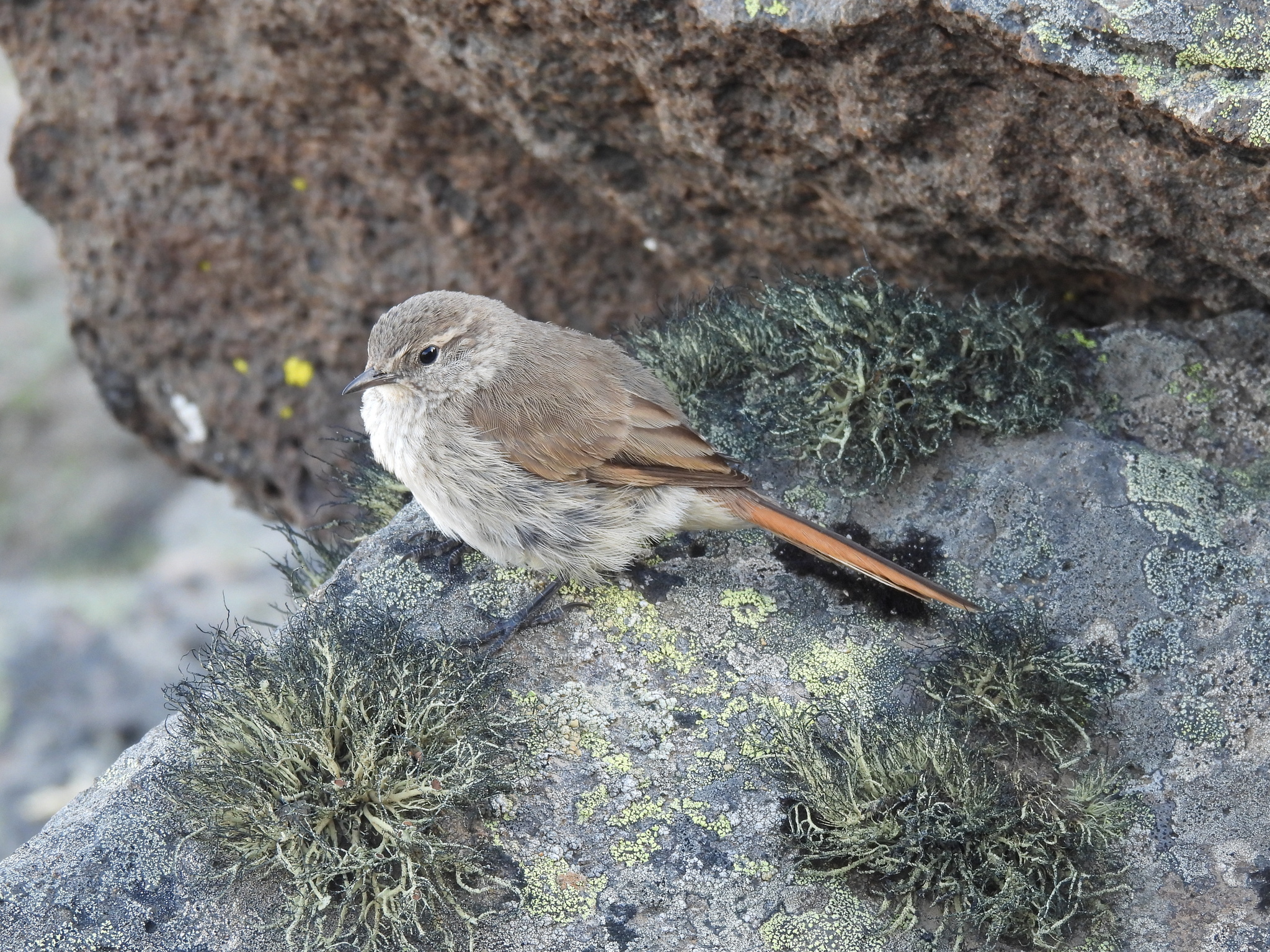 Cordilleran Canastero (Asthenes modesta), photo 2