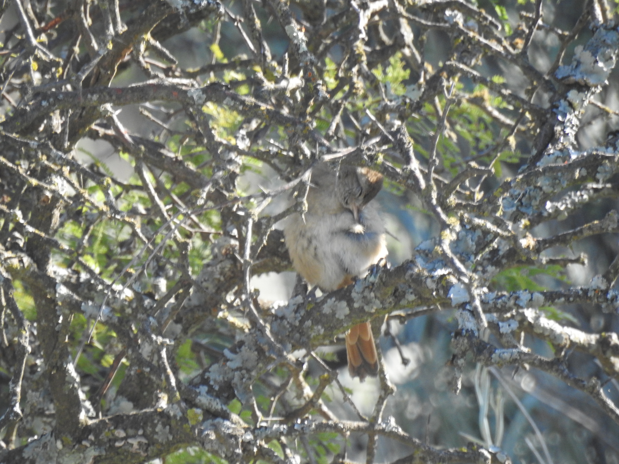 Short-billed Canastero (Asthenes baeri), photo 2